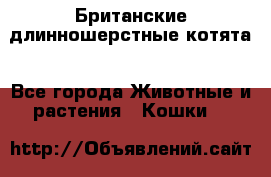 Британские длинношерстные котята - Все города Животные и растения » Кошки   